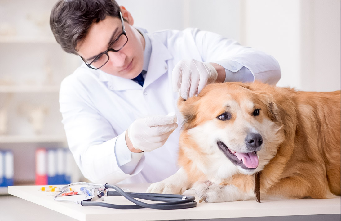 The Impact of Vertical Gardens on Stress in Dogs and Cats in Dubai Apartments